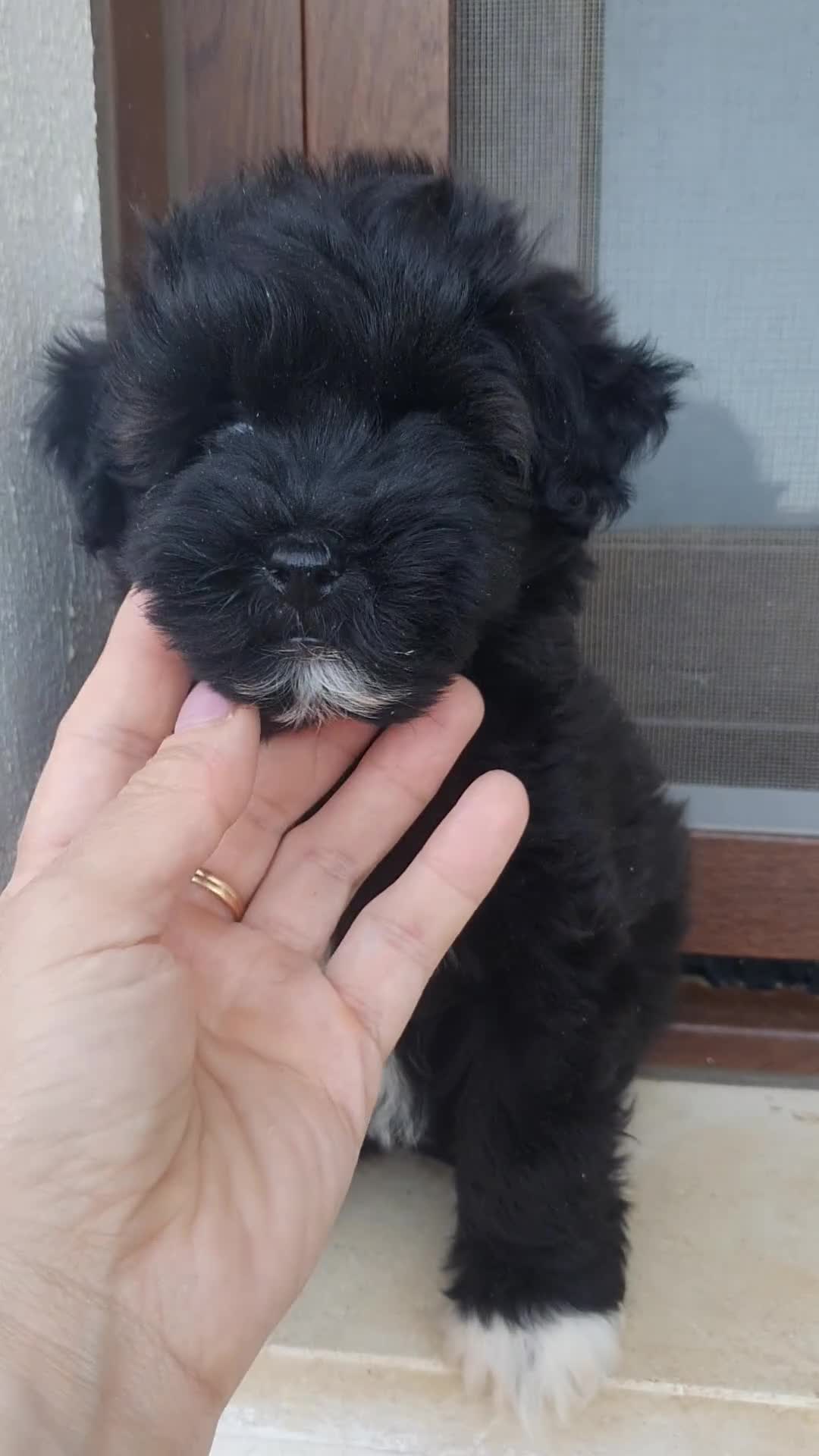 Raza Mixta perros en venta: Maltipoo hembra - Video 1