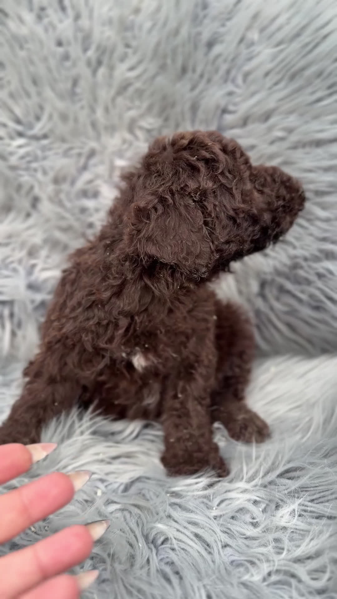 Perro de Agua Español perros en venta: Pdae chocolate ojos azules   - Video 1