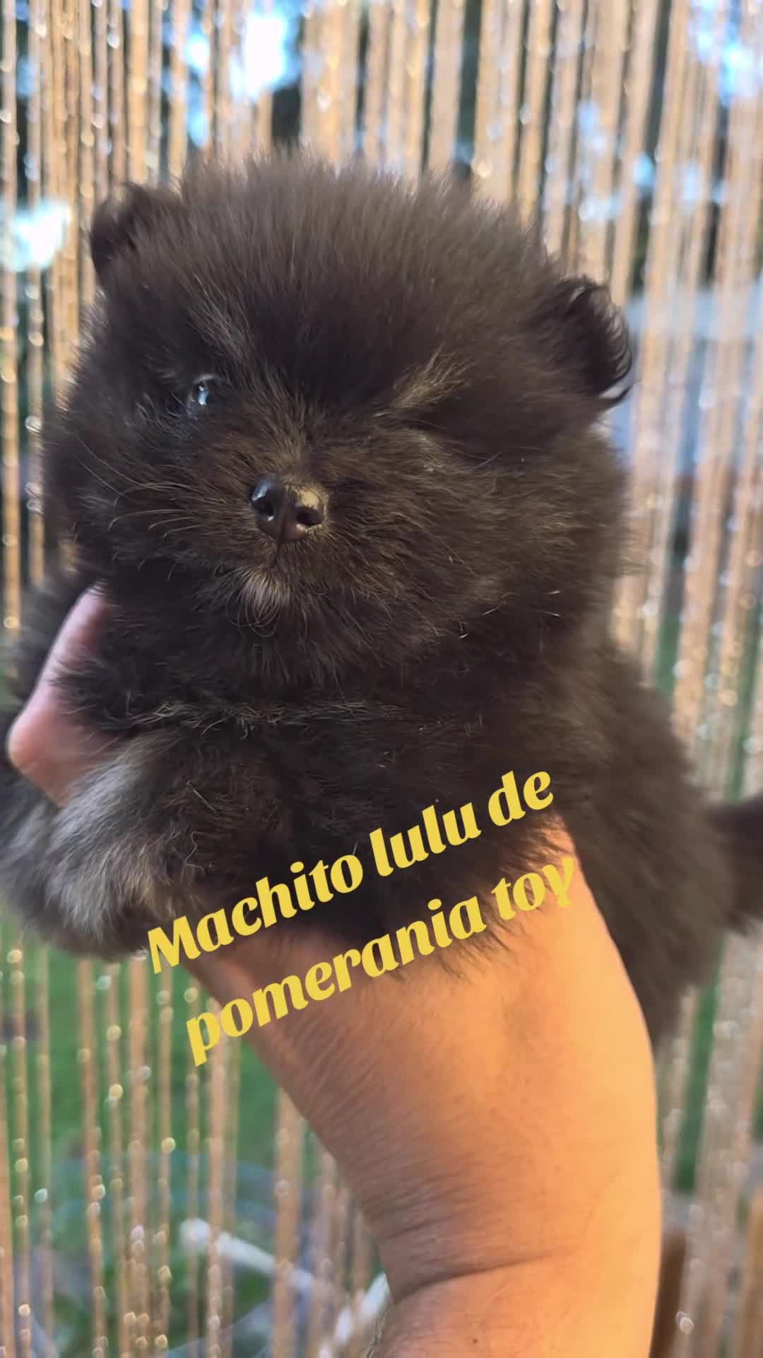 Pomerania perros en venta: Lulu de pomerania  - Video 1