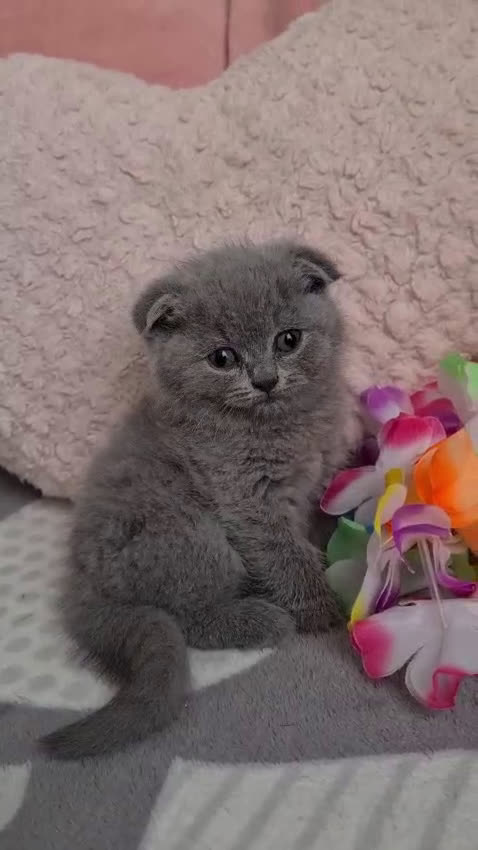 Británico de Pelo Corto Azul gatos en venta: Brithis blue chocolate y más pelo corto y largo  - Video 1