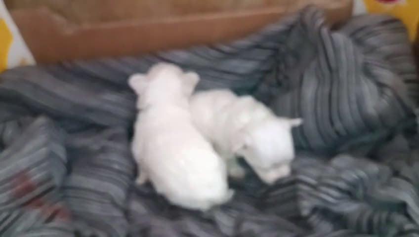 Bichón Maltés perros en venta: BICHÓN MALTES HEMBRITAS  - Video 1