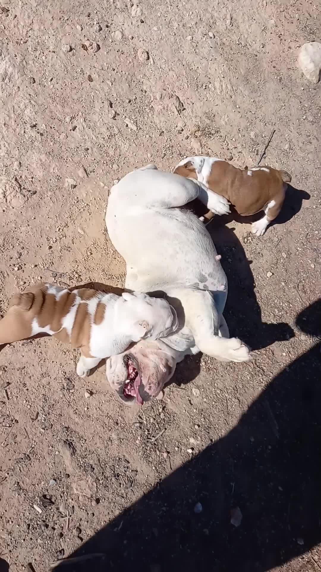 Bulldog Inglés perros en venta: Cachorro bulldog ingles  - Video 3