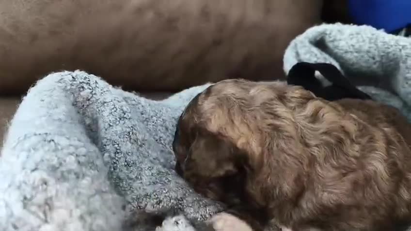 Perro de Agua Español perros en venta: Perro de agua  en Sevilla - Video 1