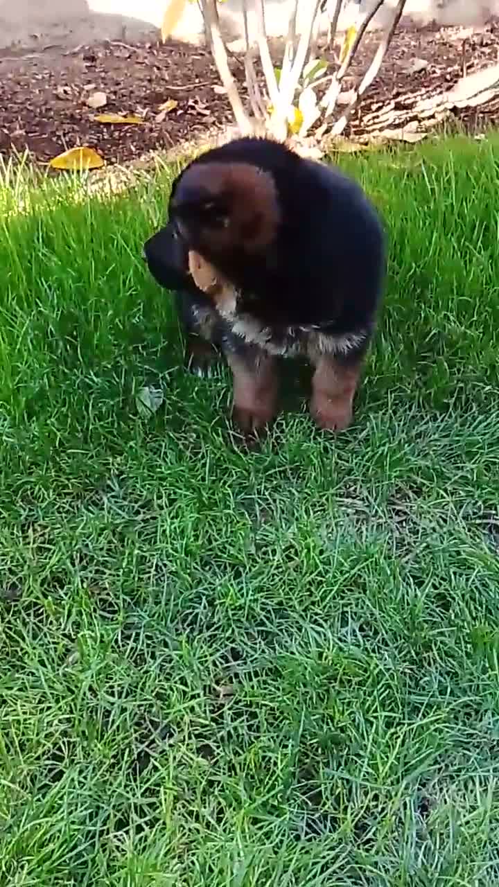 Pastor Alemán perros en venta: Cacharro de pastor alemán  - Video 2