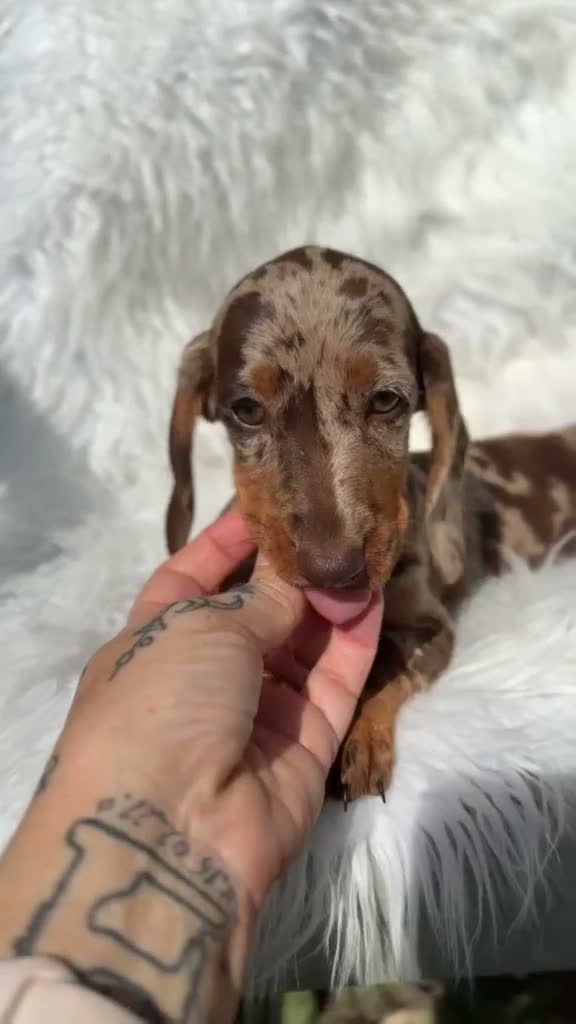Teckel Miniatura perros en venta: Hembra teckel arlequin chocolate - Video 1