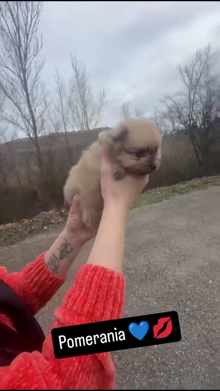 Pomerania perros en venta: Cachorro Pomerania macho sable –pelaje - Video 1