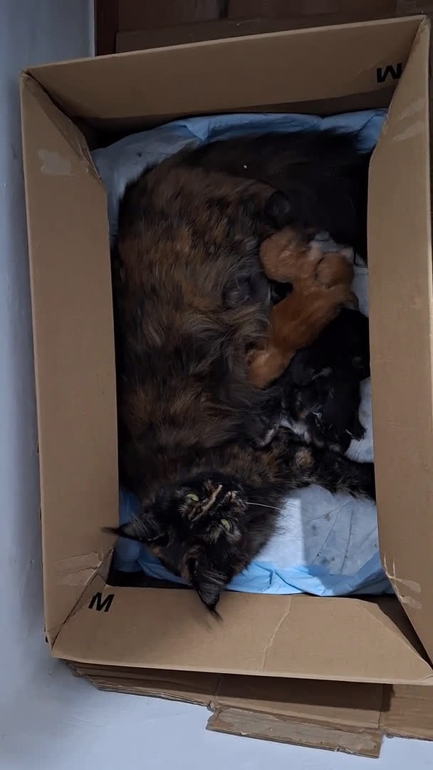 Maine Coon gatos en venta: A. MAINE COON  en León - Video 1