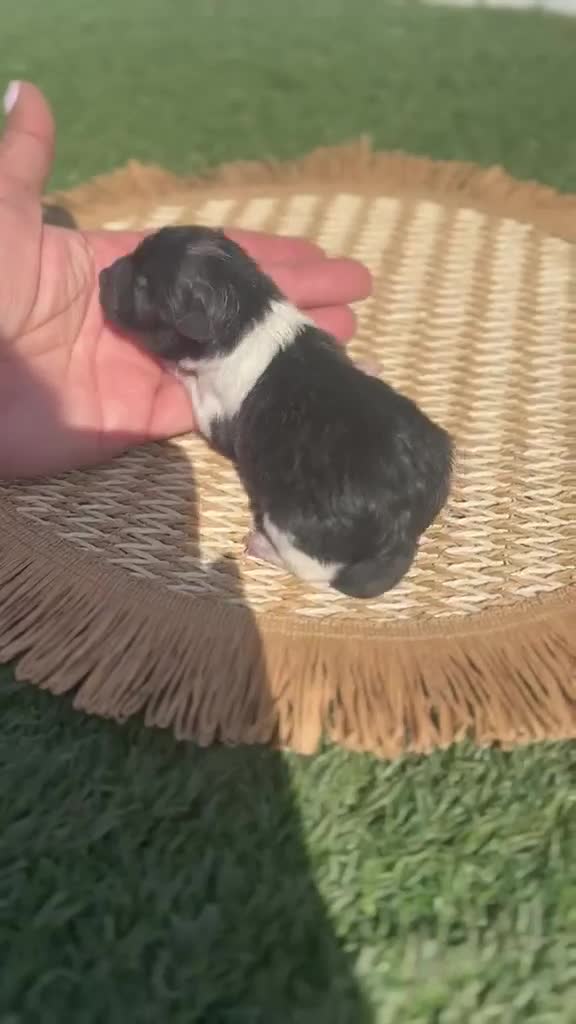 Pomerania perros en venta: POMERANIA - Video 1