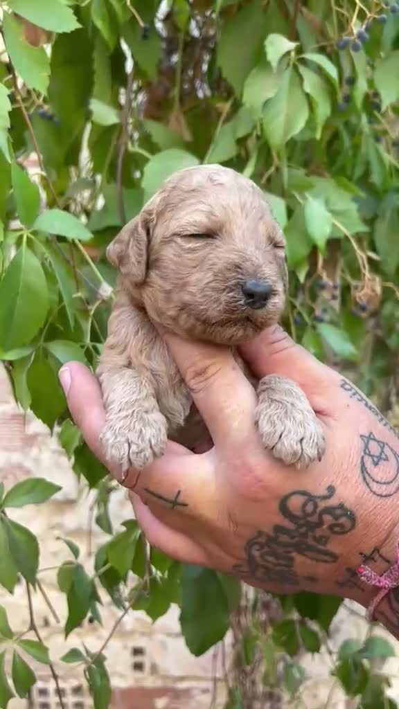 Caniche Gigante perros en venta: Caniche gigante  - Video 4