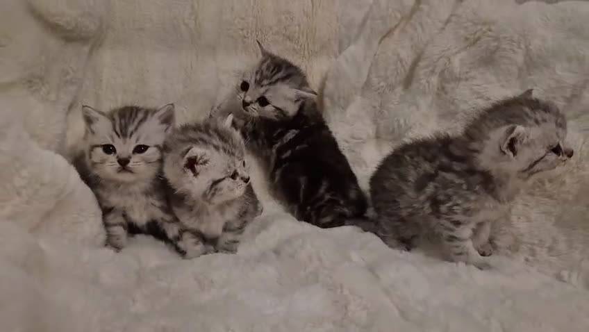 Británico de Pelo Corto gatos en venta: Brithis preciosos bebes guapos  - Video 1