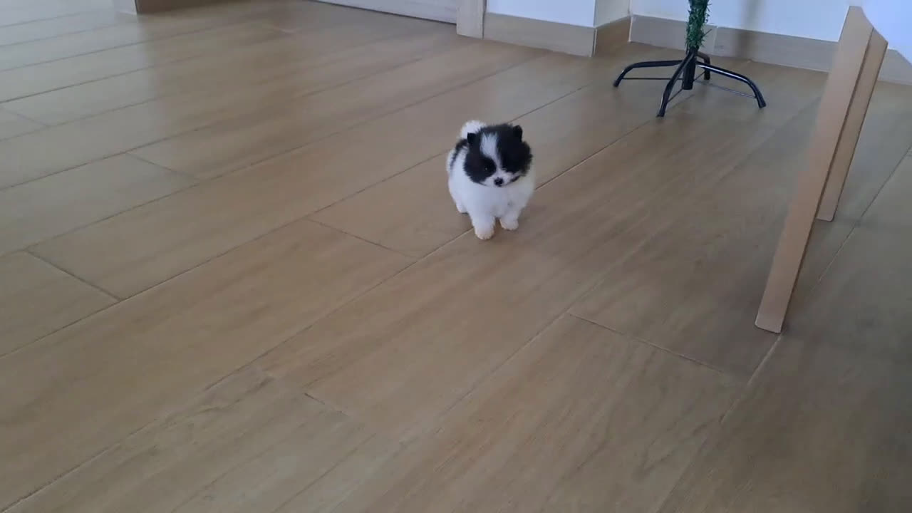 Pomerania perros en venta: Cachorrito Lulu de Pomerania Mini  - Video 3