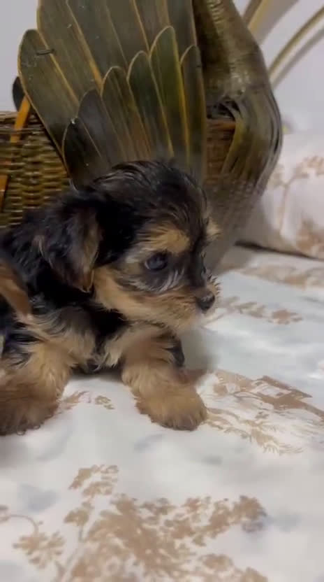 Yorkshire Terrier perros en venta: Últimos yorkshire macho y una hembra  - Video 1