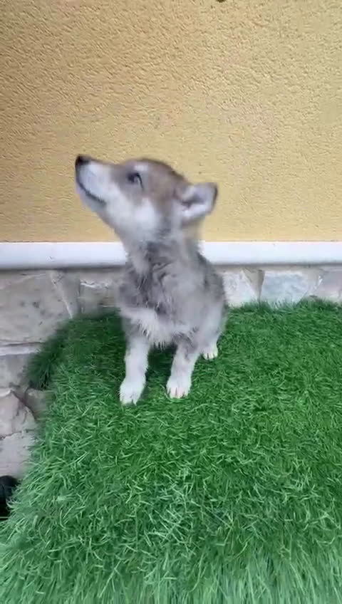 Perro Lobo de Saarloos perros en venta: Perro lobo ibérico macho gris  - Video 1