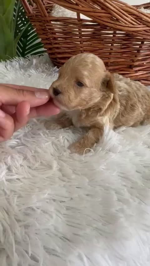 Caniche Toy perros en venta: CANICHE TOY MACHCO - Video 2