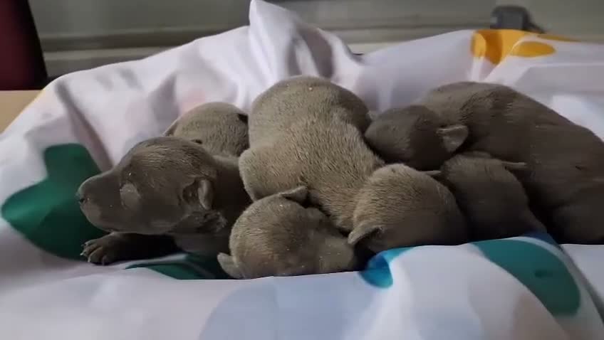 Pequeño Lebrel Italiano perros en venta: Lebrel italiano  - Video 1