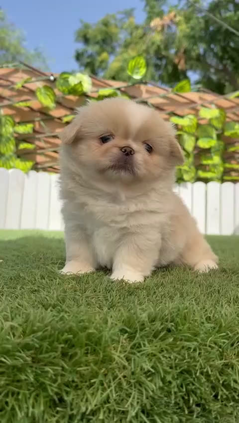Pekinés perros en venta: PEKINES "3 PRECIOSAS HEMBRAS DISPONIBLES" - Video 4