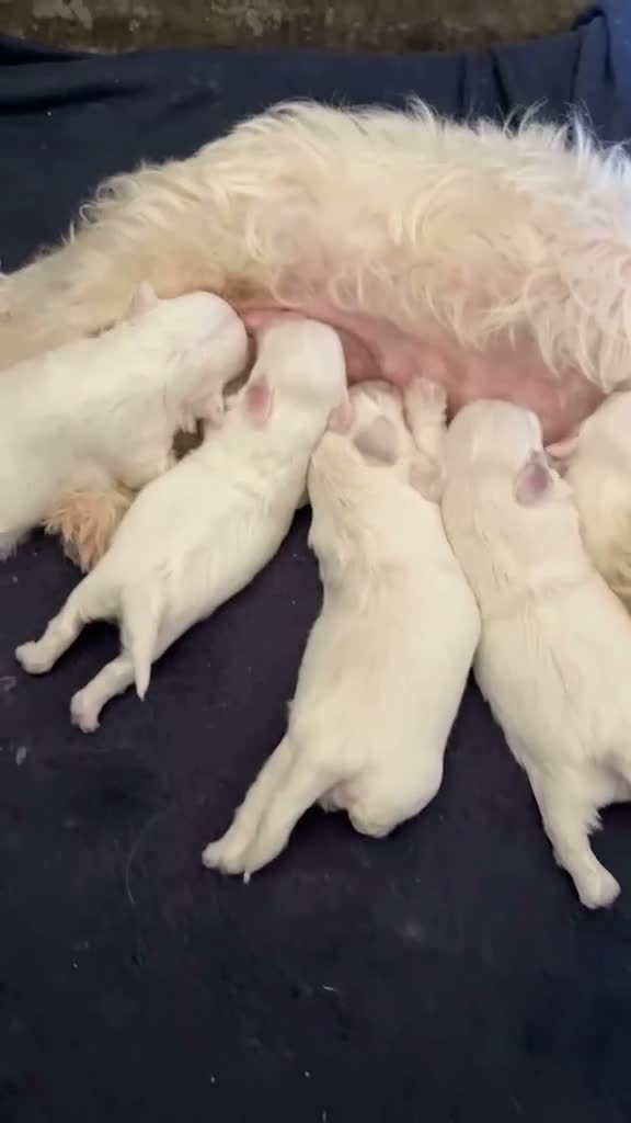Bichón Maltés perros en venta: Bichon maltés  - Video 1