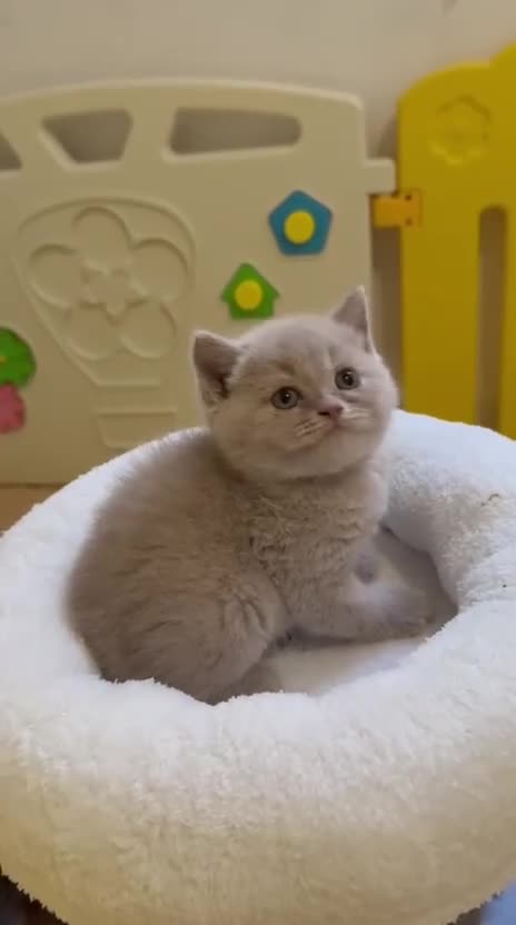 Británico de Pelo Corto Azul gatos en venta: Exclusivos gatitos British Shorthair Blue y Lilac  - Video 5