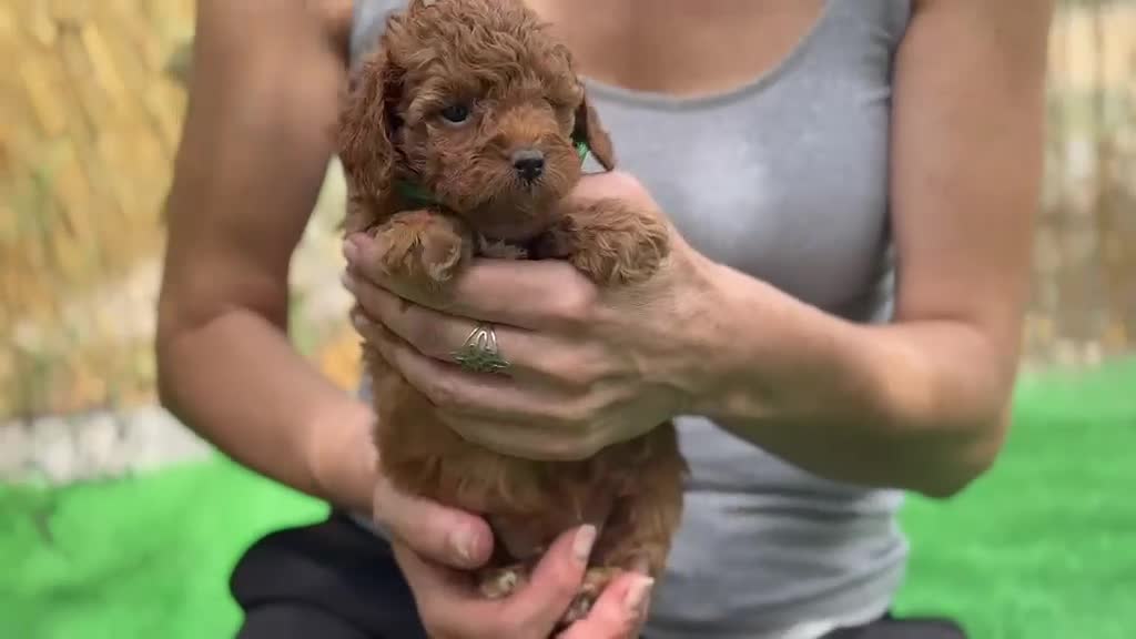 Caniche Toy perros en venta: Caniches - Video 3