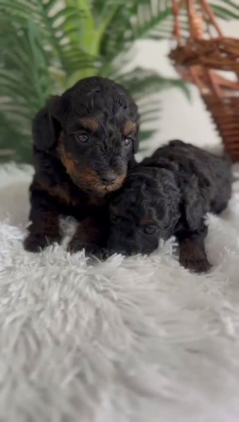 Caniche Toy perros en venta: CANICHE TOY HEMBRA - Video 1