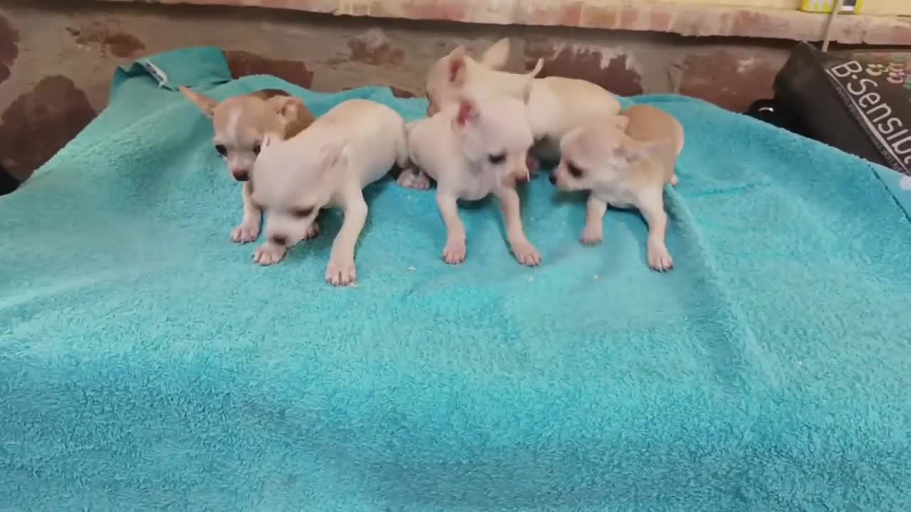 Chihuahua perros en venta: cachorritos chihuahua  - Video 1