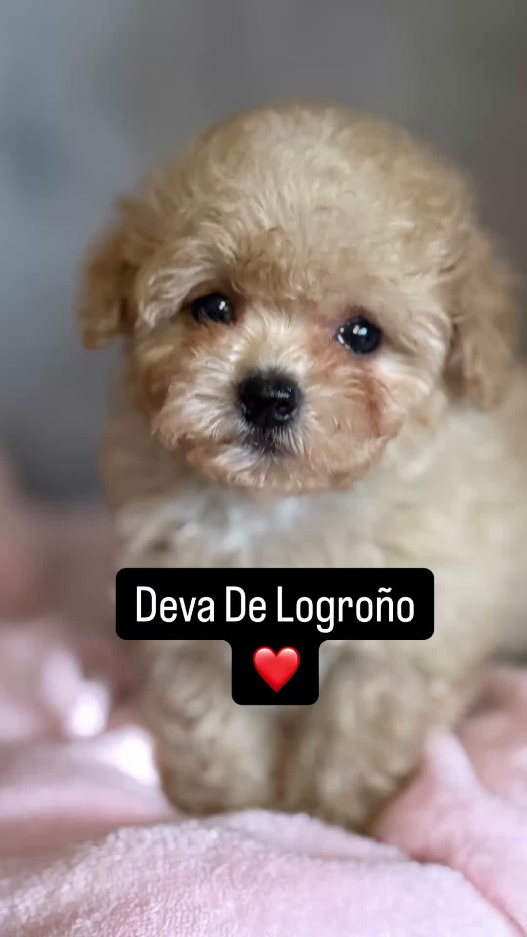 Shihpoo perros en venta: Preciosos Cachorritos  ShihPoo en Villarta - Video 4