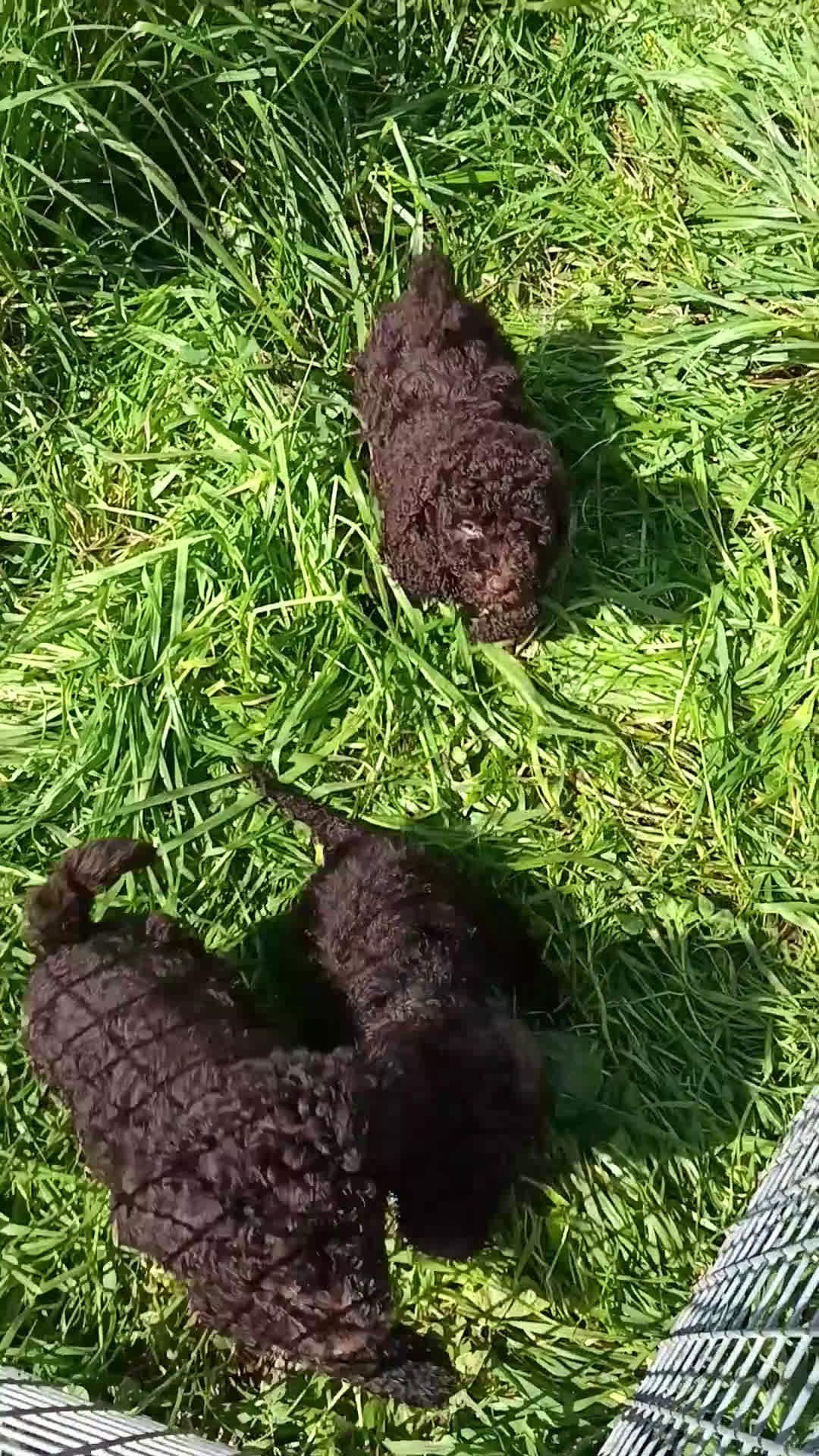 Perro de Agua Español perros en venta: Perro de agua  - Video 1