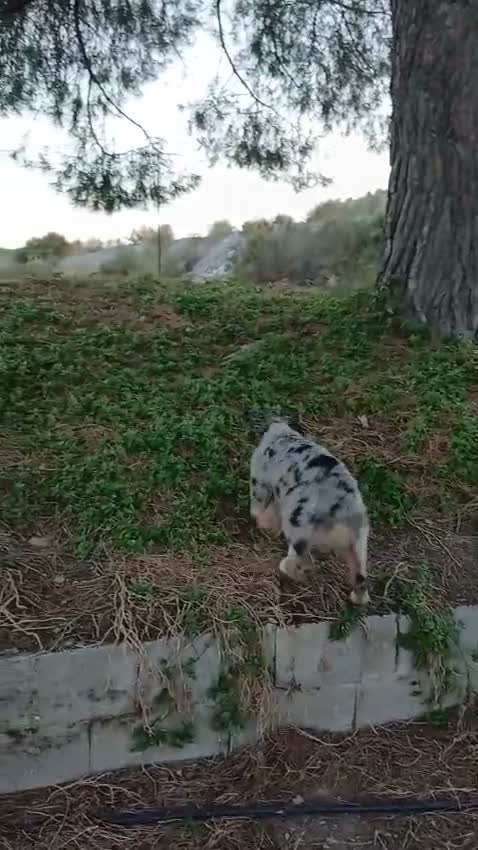 Pastor Australiano perros en venta: PASTOR AUSTRALIANO  - Video 1
