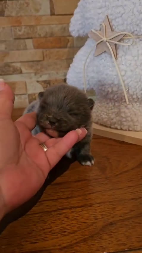 Pomerania perros en venta: CAMADA DE POMERANIA TOY  - Video 2