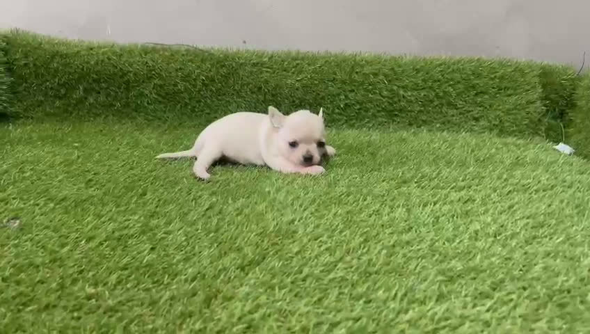 Chihuahua perros en venta: Espectaculares chihuahuas toy en Barcelona - Video 2