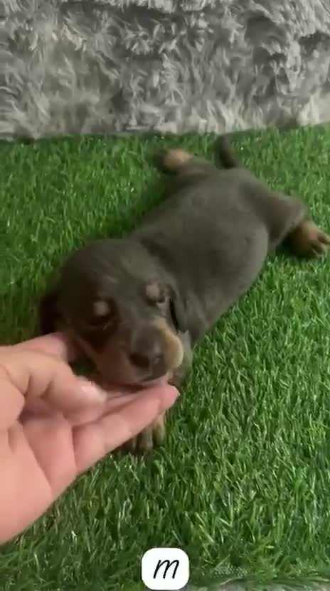 Teckel Miniatura perros en venta: TECKEL MINIATURA BLUE (AZUL) - Video 1