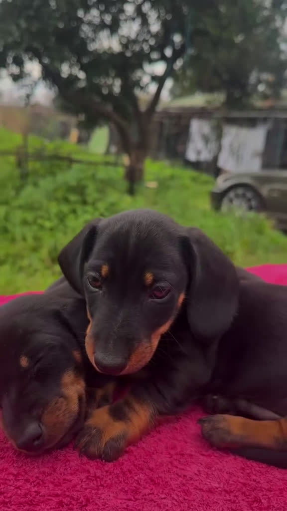 Teckel Miniatura perros en venta: TECKEL MINIATURA NEGRO FUEGO - Video 1