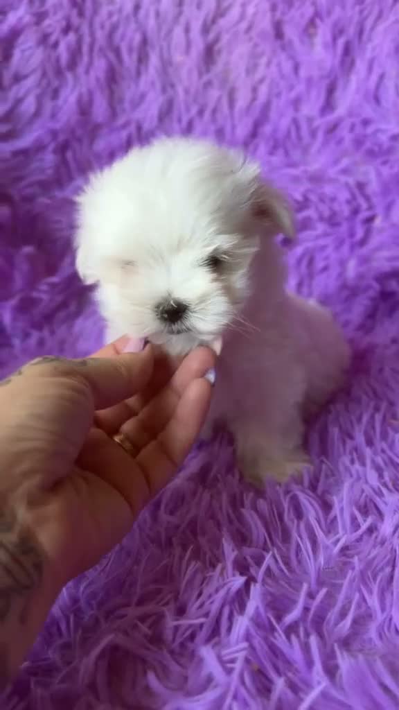 Bichón Maltés perros en venta: BICHÓN MALTES MINI TOY COREANO - Video 1