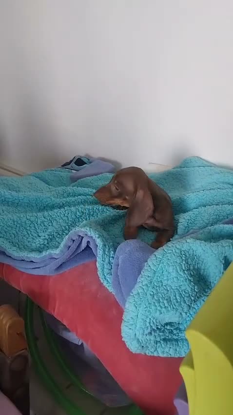 Teckel Miniatura perros en venta: Disponible Teckel mini chocolate  - Video 1