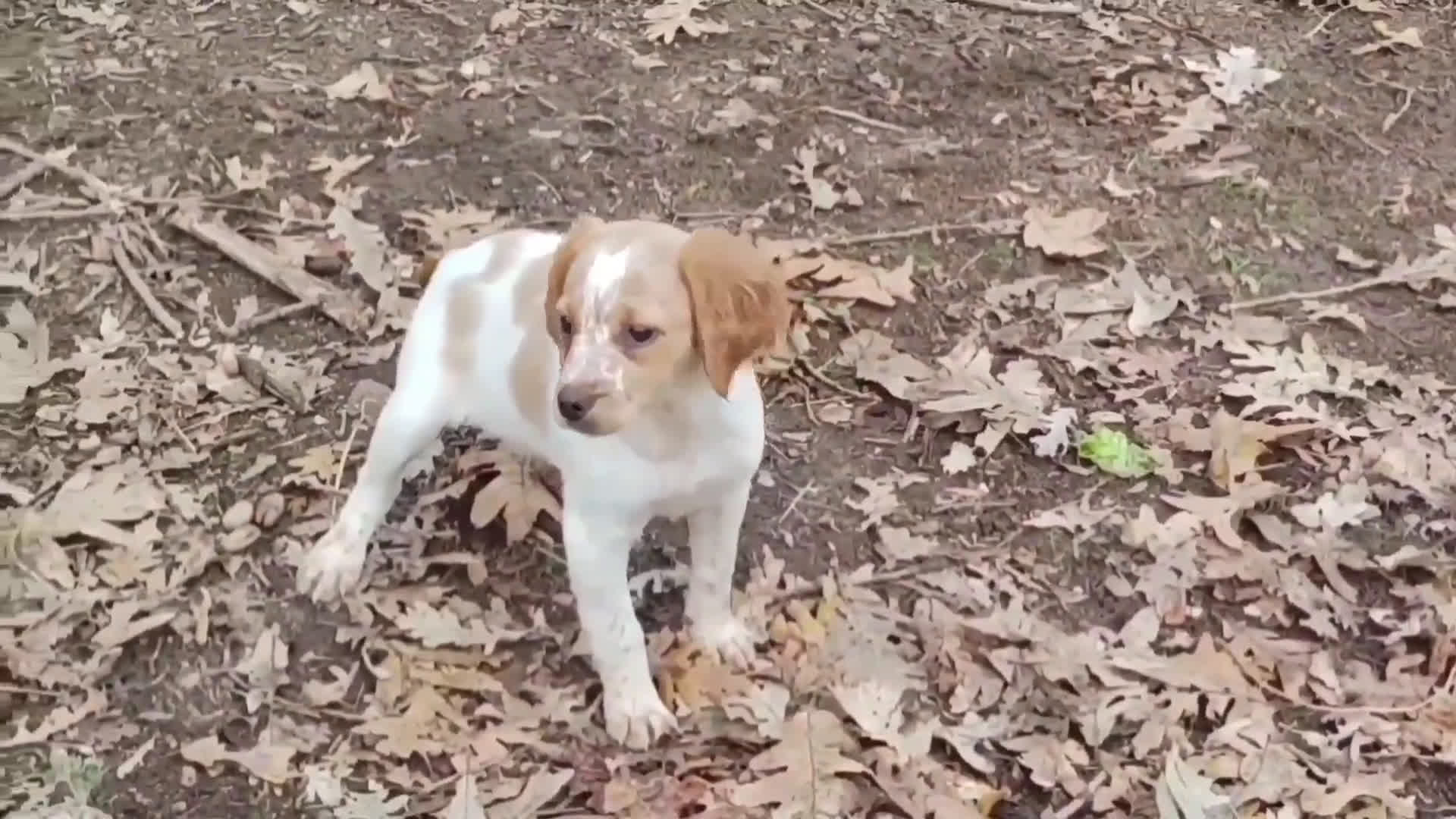 Épagneul Breton perros en venta: CACHORRAS EPAGNEUL BRETON  - Video 1