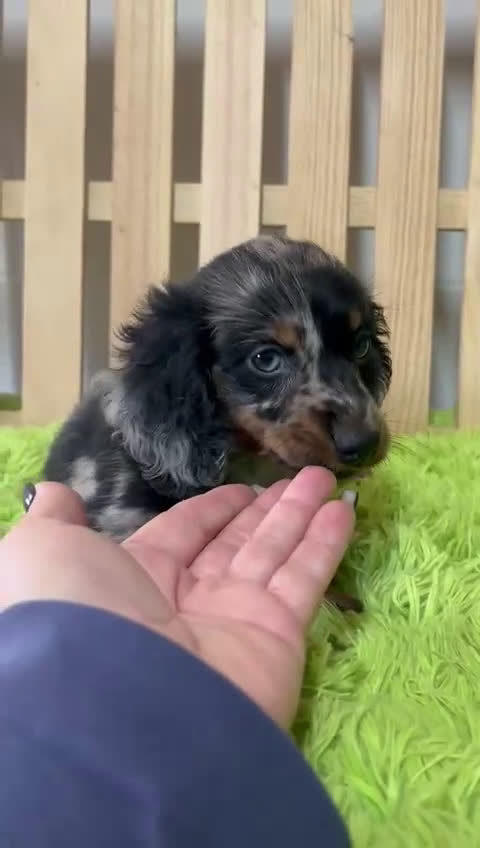 Teckel Miniatura perros en venta: Teckel miniatura pelo largo  - Video 1