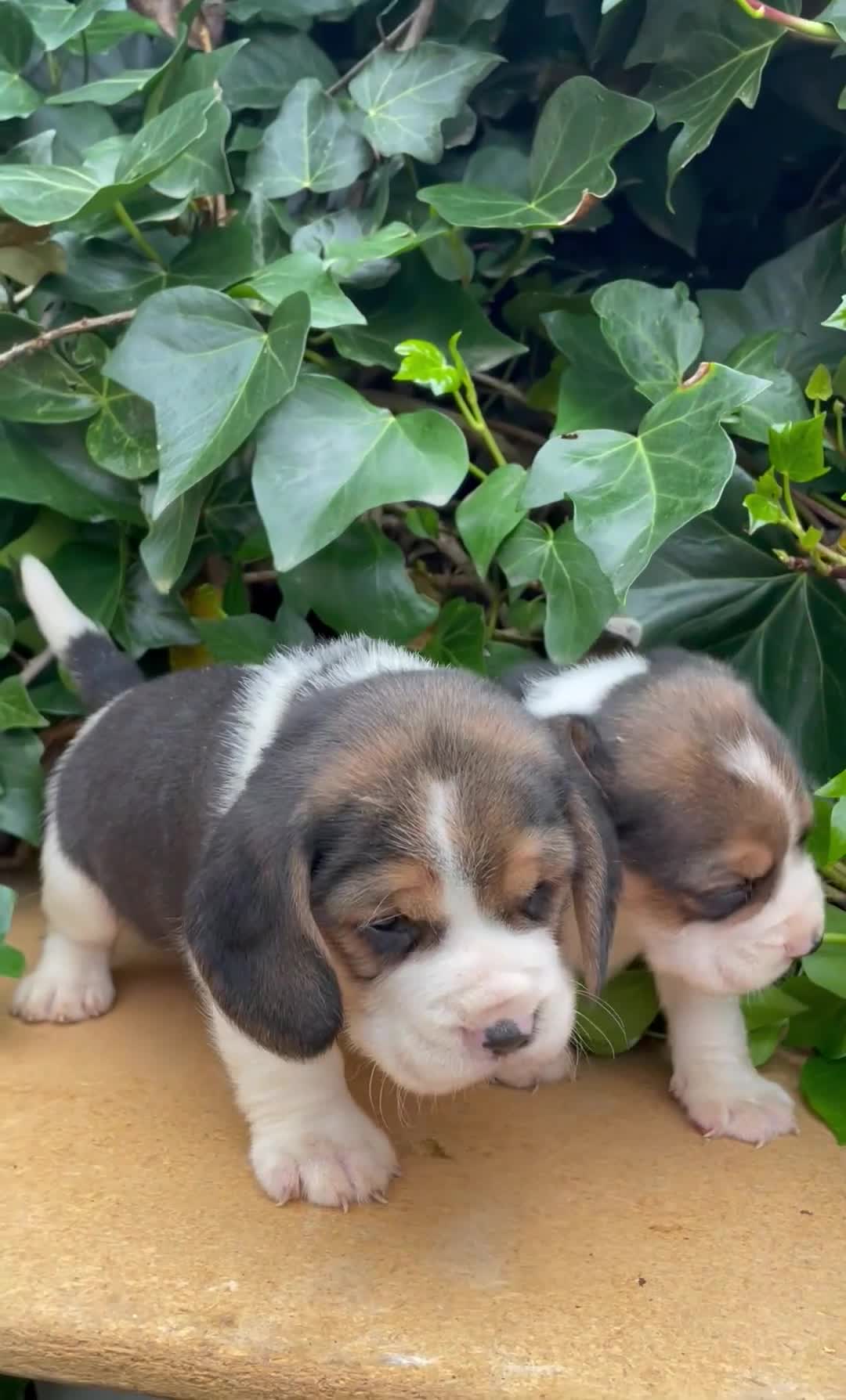 Beagle perros en venta: Beagle preciosa camada en Salamanca - Video 1