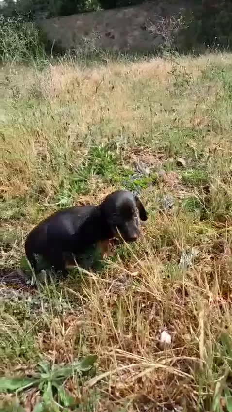 Teckel perros en venta: Teckel, cachorros nacionales    - Video 1