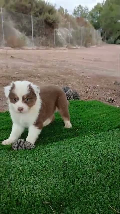 Pastor Australiano perros en venta: PASTOR AUSTRALIANO - Video 3
