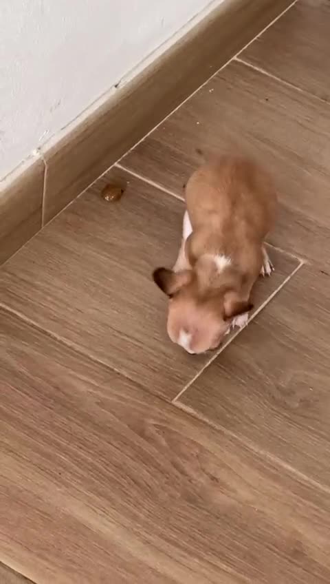 Chihuahua perros en venta: Chihuahua toy - Video 4