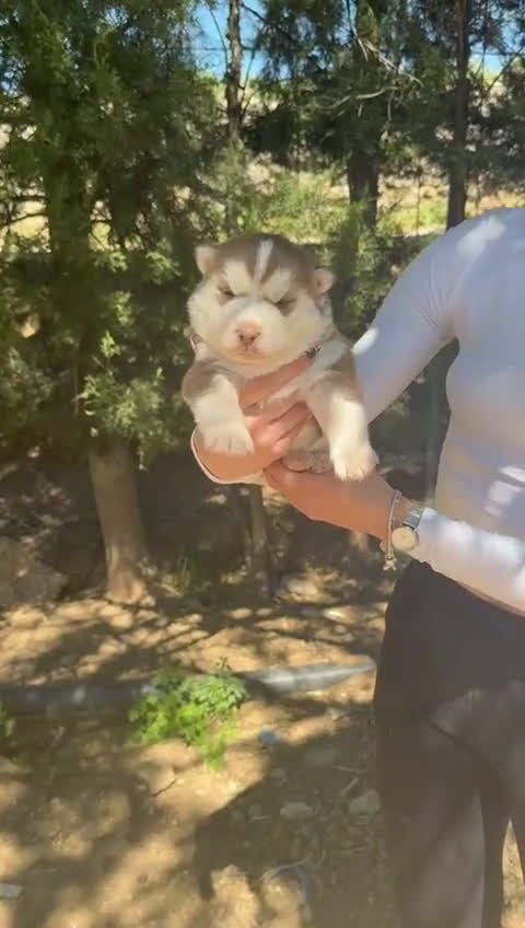 Husky Siberiano perros en venta: Husky siberiano  - Video 3