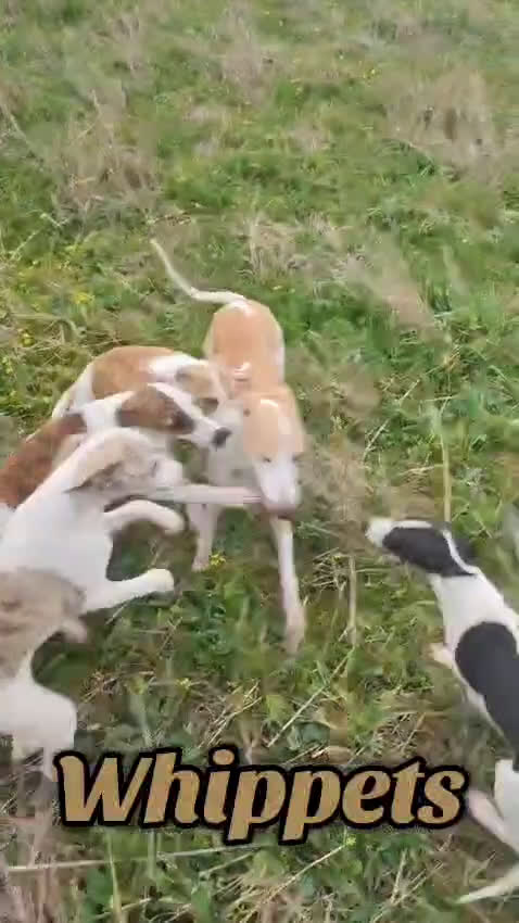 Whippet perros en venta: WHIPPET HEMBRA - Video 1