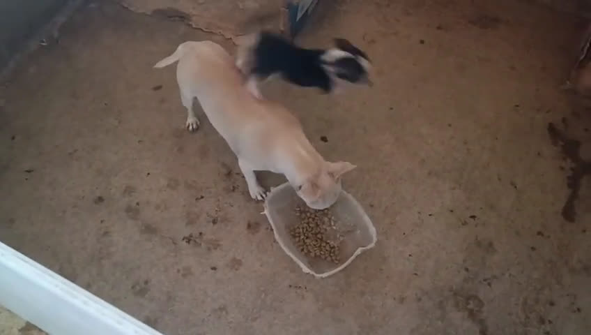 Chihuahua perros en venta: CHIHUAHUA HEMBRITA TOY BICOLOR CABEZA MANZANA  - Video 1