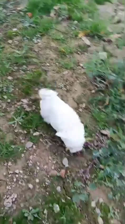 Bichón Maltés perros en venta: Bichón Maltes Americano Hembra - Video 1