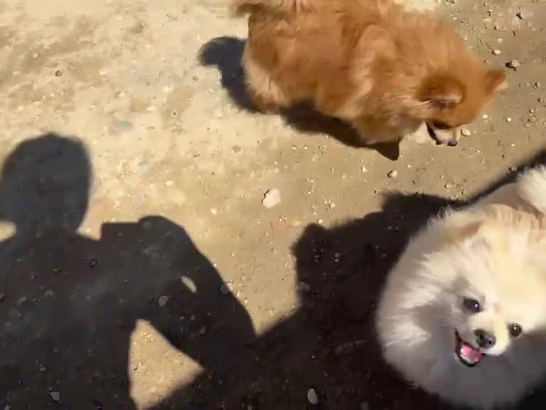 Pomerania perros en venta: Pomerania  - Video 2