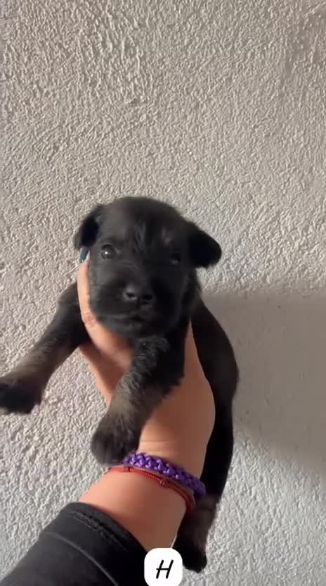 Schnauzer Miniatura perros en venta: SCHNAUZER MINI  - Video 2