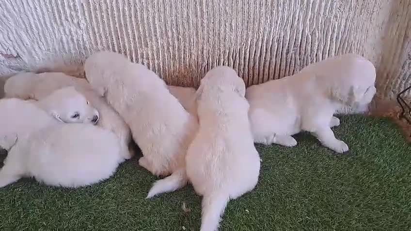 Golden Retriever perros en venta: Camada Golden Retriever - Video 1