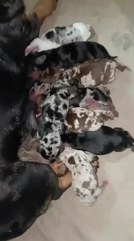 Teckel Miniatura perros en venta: Capas Merle exclusivos - Video 1