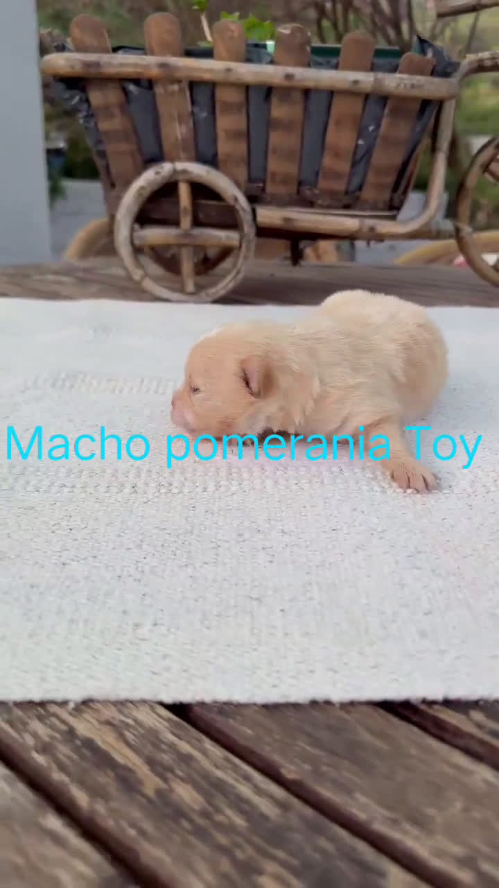 Pomerania perros en venta: Pomerania lulu Toy chatos y peludos bebes  - Video 3