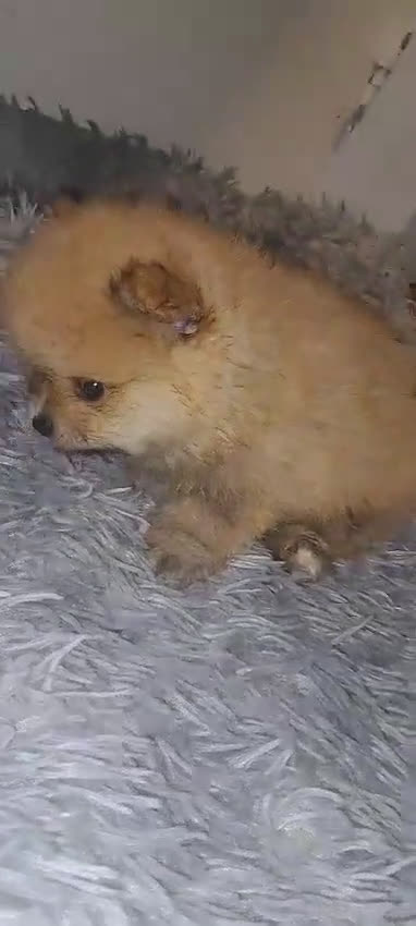 Pomerania perros en venta: Pomerania lulu Toy muy peluditos y chatitos  - Video 2